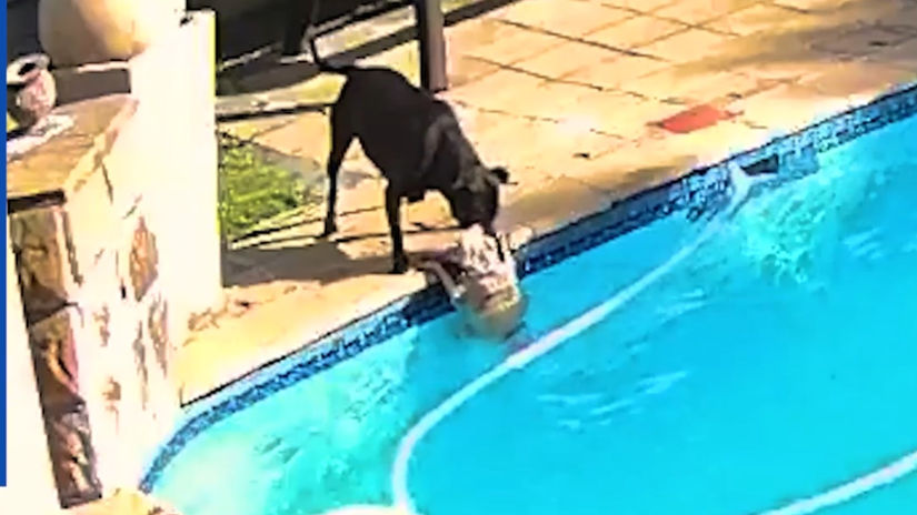 Dog saves sibling from struggling in pool